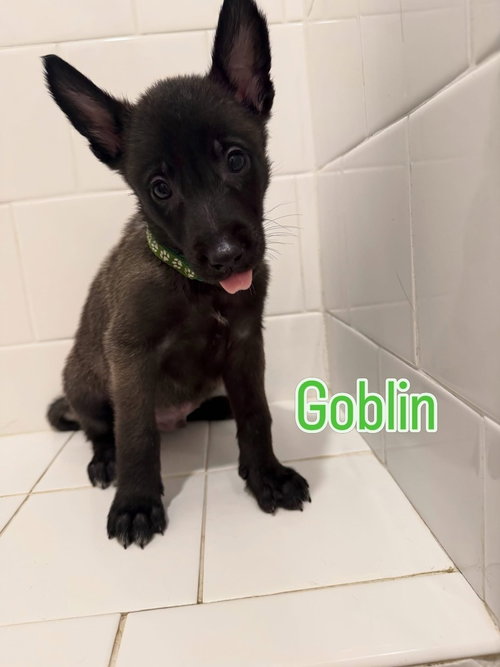 DND Litter - Goblin - Located in NC, an adoptable Belgian Shepherd Malinois in Imlay City, MI