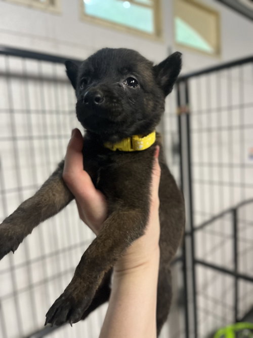 DND Litter - Flumph - Located in NC