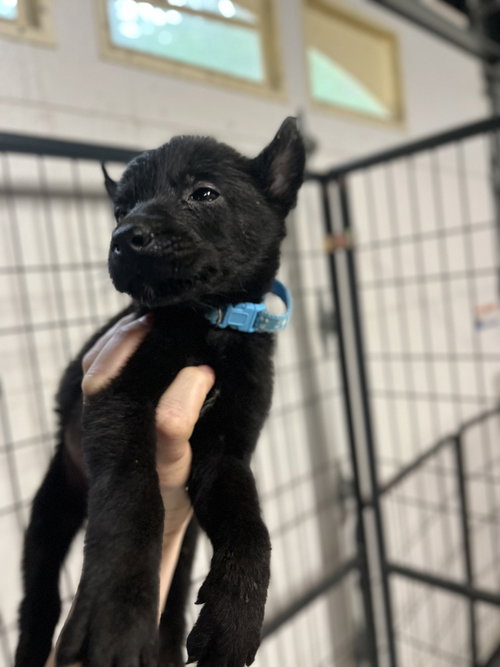 DND Litter - Griffon - Located in NC