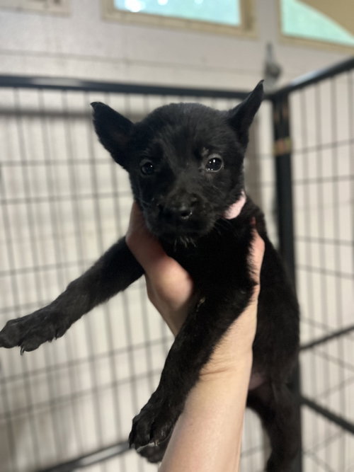 DND Litter - Kenku - Located in NC