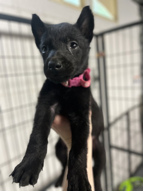 DND Litter - Kobold - Located in NC