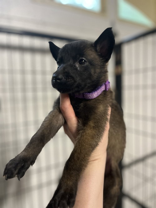 DND Litter - Bulette - Located in NC