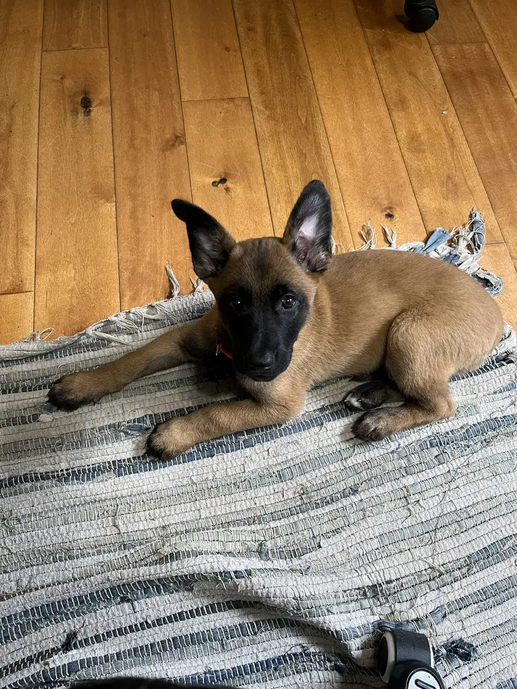 Font Litter - Geneva - Located In Georgia - Belgian Shepherd Malinois