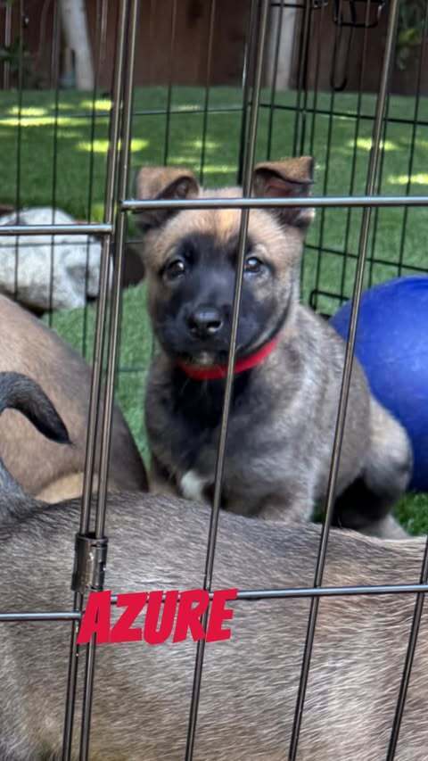 Oceans Litter - Azure - Located in OR