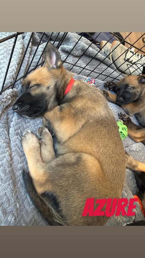 Oceans Litter - Azure - Located in OR