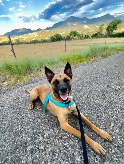 John Wick Located in Colorado, a dog for adoption from Malinois and Dutch Shepherd Rescue, Inc.