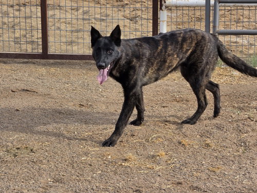 Photo 3 of The River Pups- Mesquite in NM fka Romeo