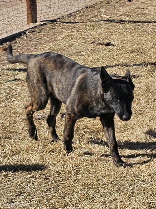 Photo 4 of The River Pups- Mesquite in NM fka Romeo