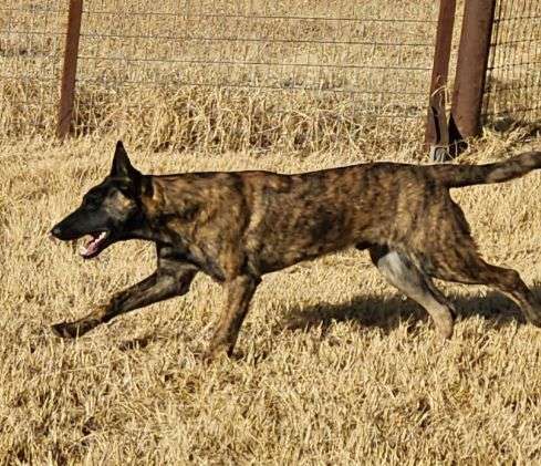 The River Pups - Crane in NM fka Tango