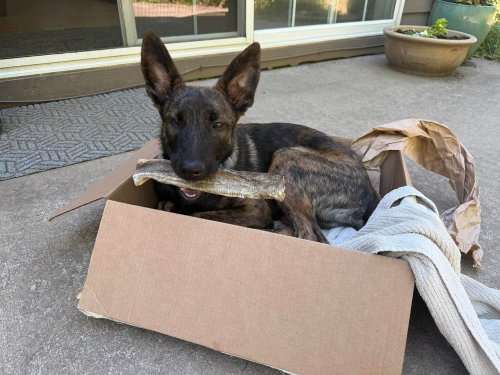 Baby Dutchie-Pim- Located in OR, an adoptable Dutch Shepherd in Imlay City, MI