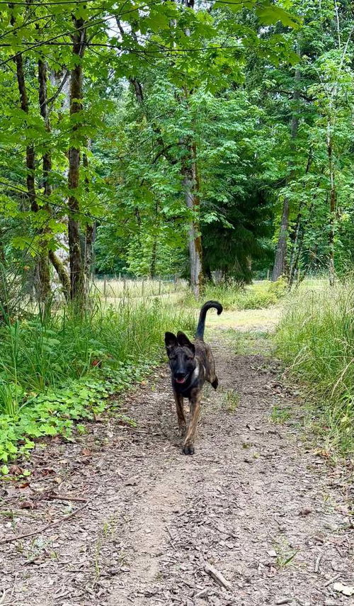 Baby Dutchie-Pim- Located in OR, an adoptable Dutch Shepherd in Imlay City, MI