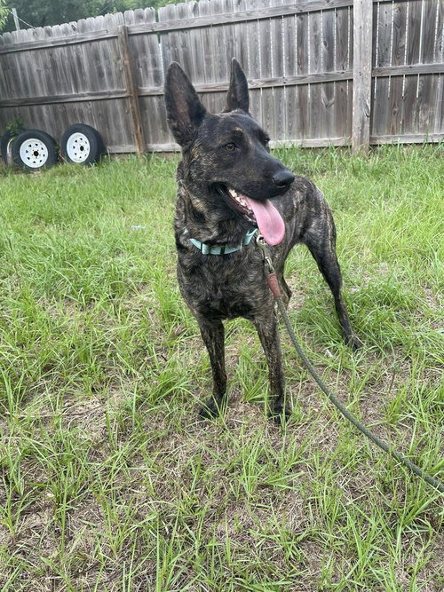 Sidney Located in TX, an adoptable Dutch Shepherd in Imlay City, MI