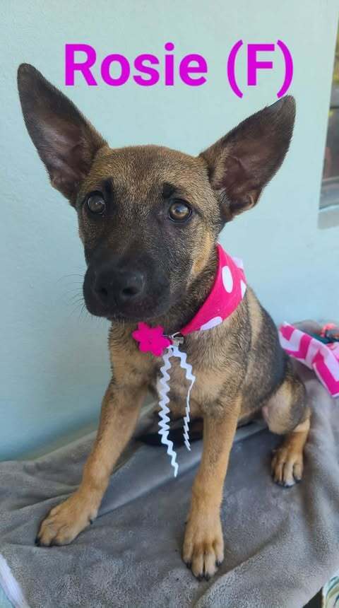 Josie FKA Rosie - Located in NJ