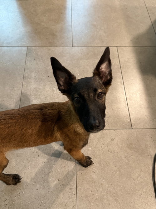 Irina formerly Trooper - Located in Florida