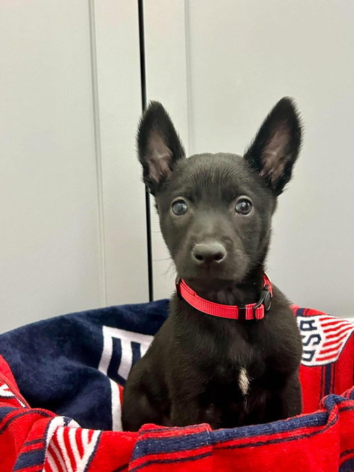 Texas Legends Litter- Tanya (Red Collar), an adoptable Belgian Shepherd Malinois in Imlay City, MI