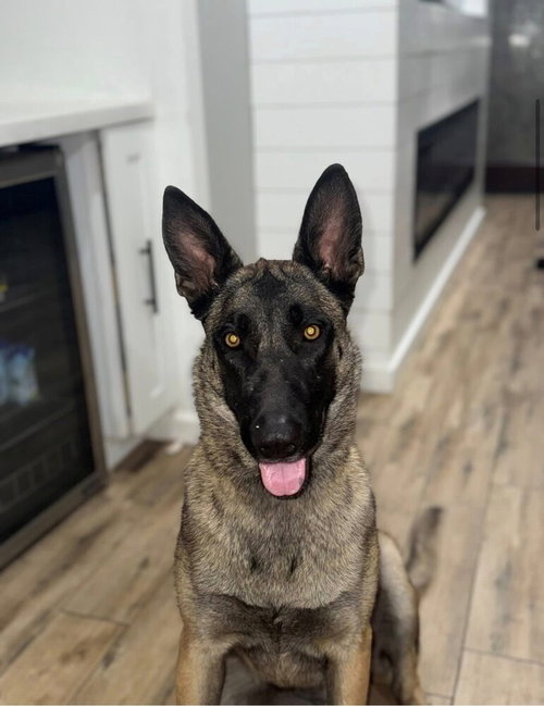 Nala Located in Arizona