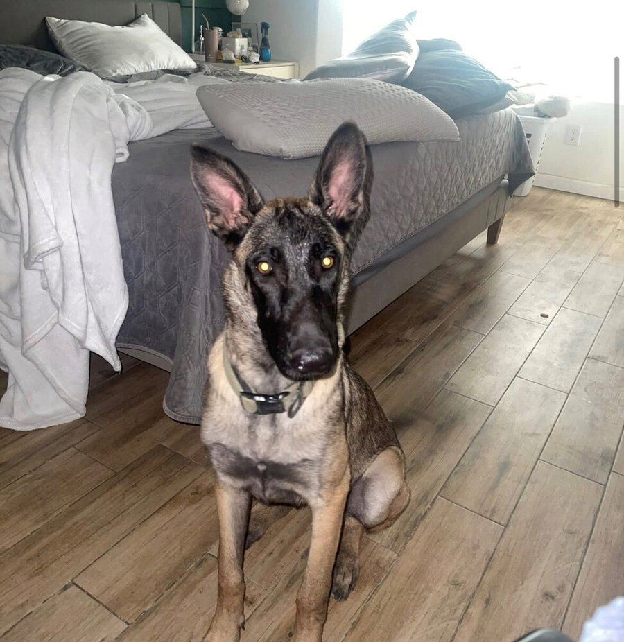 Nala Located in Arizona