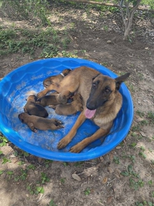 Flower Patch Litter Bluebonnet - Located in TX