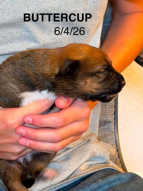 Flower Patch Litter Buttercup - Located in TX, an adoptable Belgian Shepherd Malinois in Imlay City, MI