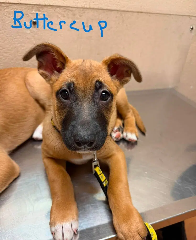Flower Patch Litter Buttercup - Located In Tx - Belgian Shepherd Malinois