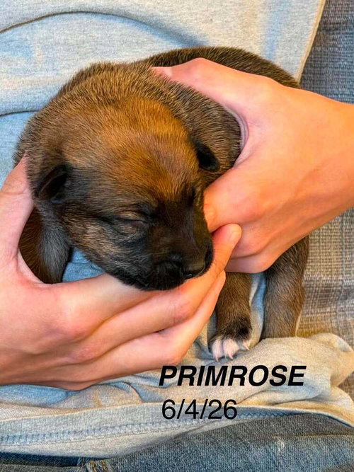 Flower Patch Litter Primrose - Located in TX, an adoptable Belgian Shepherd Malinois in Imlay City, MI