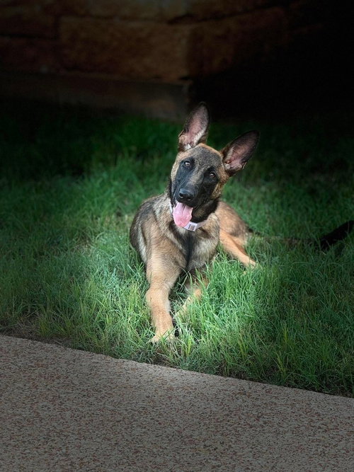 Winnie (The Pooch)- Located in Texas, an adoptable Belgian Shepherd Malinois in Imlay City, MI