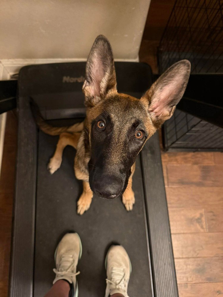 Winnie (The Pooch)- Located in Texas