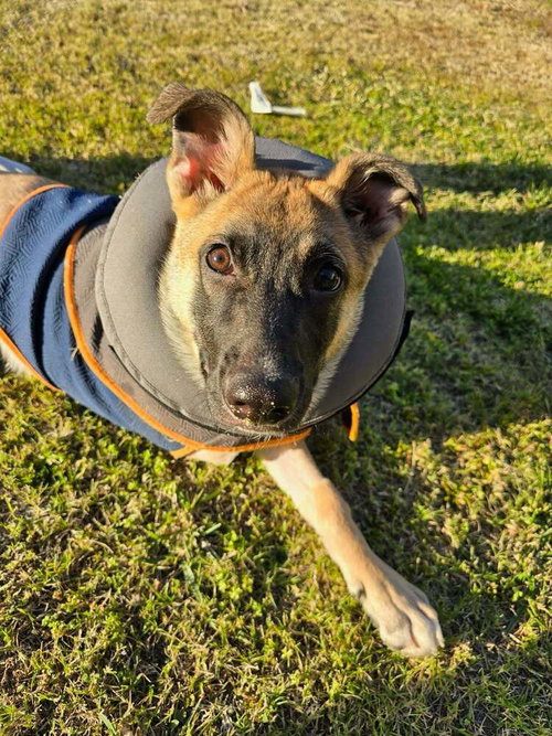 Tippy the Tripod - Located in California