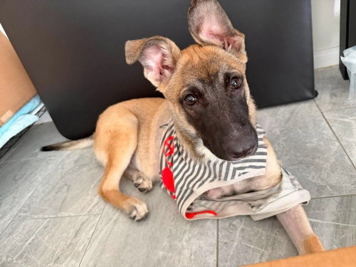 Tippy the Tripod - Located in California, an adoptable Belgian Shepherd Malinois in Imlay City, MI