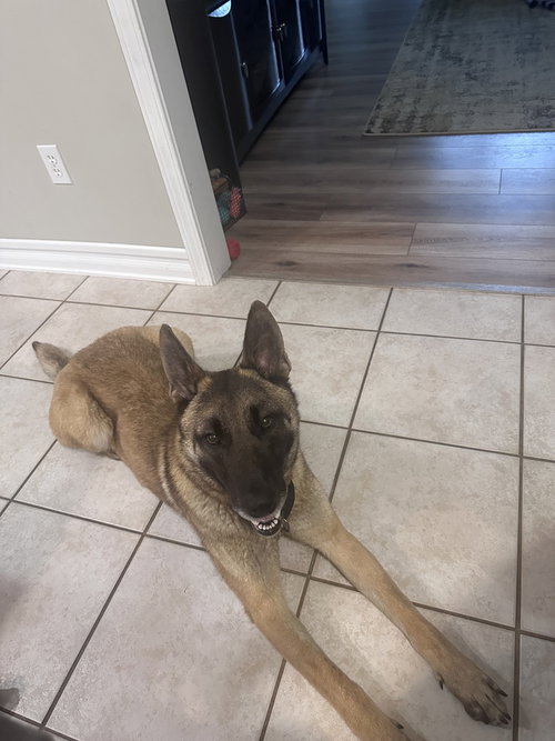 Photo 3 of Bianca located in Michigan