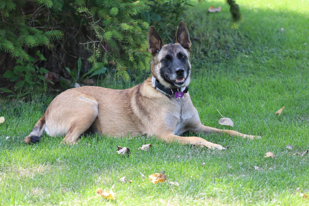 Bianca located in Michigan, photo 2