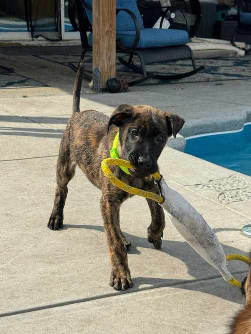 Grant - Located in South Carolina, an adoptable Dutch Shepherd in Imlay City, MI