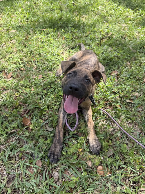 BookTok Fantasy Litter - Vin - Located in Florida
