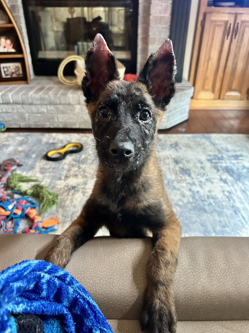 Bojangles located in Indiana, an adoptable Belgian Shepherd Malinois in Imlay City, MI