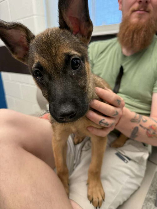 Poppet - Located in Georgia, an adoptable Belgian Shepherd Malinois in Imlay City, MI