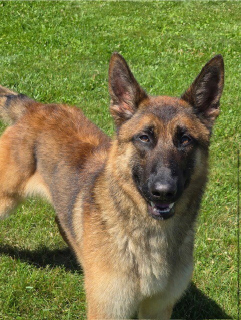 Keeper Located in Connecticut, an adoptable Belgian Shepherd Malinois in Imlay City, MI