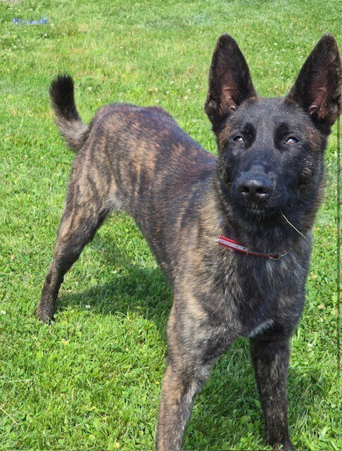 Striker Located in Connecticut, an adoptable Dutch Shepherd in Imlay City, MI