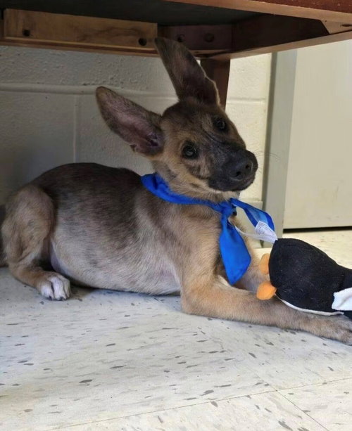 Pippen- Located in Texas, an adoptable Dutch Shepherd in Imlay City, MI