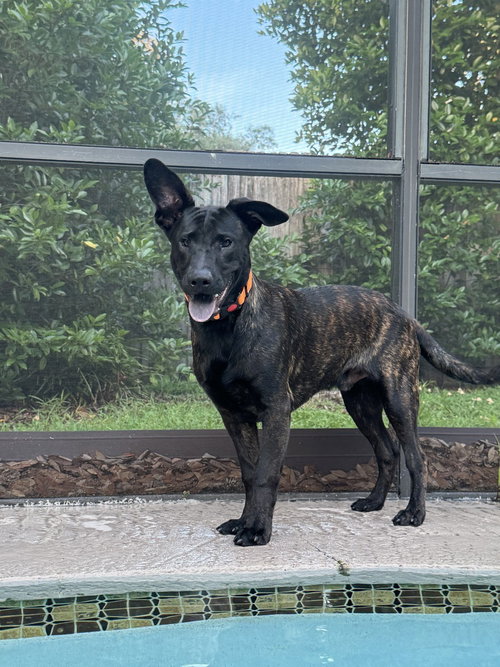 Kristoff- Located in Florida, an adoptable Dutch Shepherd in Imlay City, MI