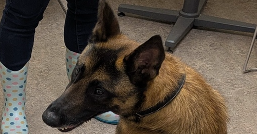 picture of the dog needing adoption