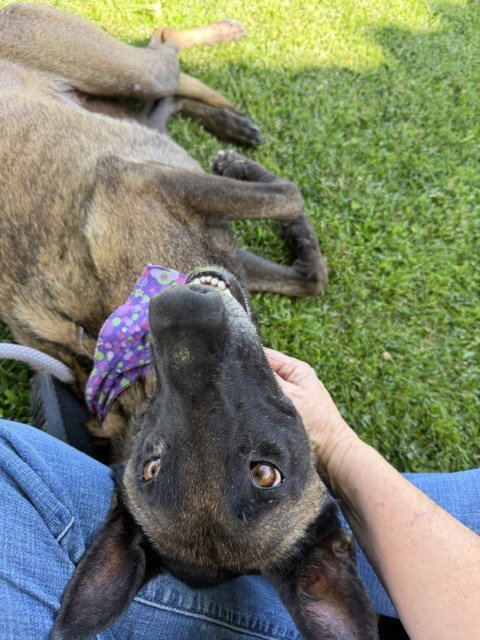 Tess located in CA, an adoptable Belgian Shepherd Malinois in Imlay City, MI