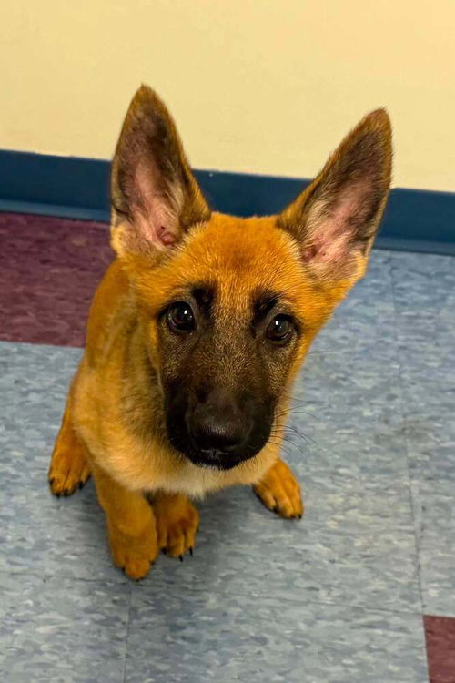 Willow - Located in Georgia, an adoptable Belgian Shepherd Malinois in Imlay City, MI