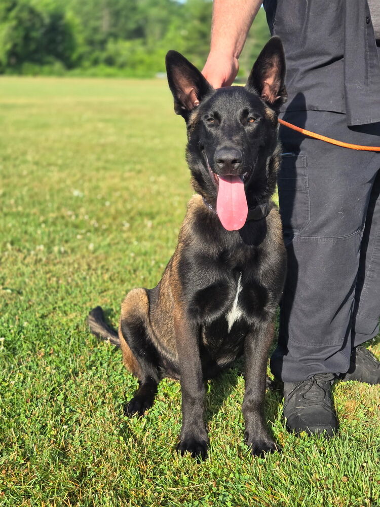 Bruno Located In Va