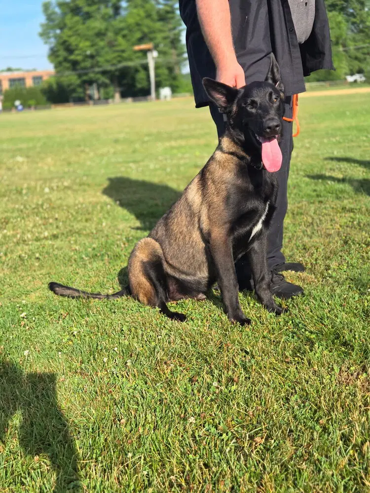 Bruno Located In Va image 2