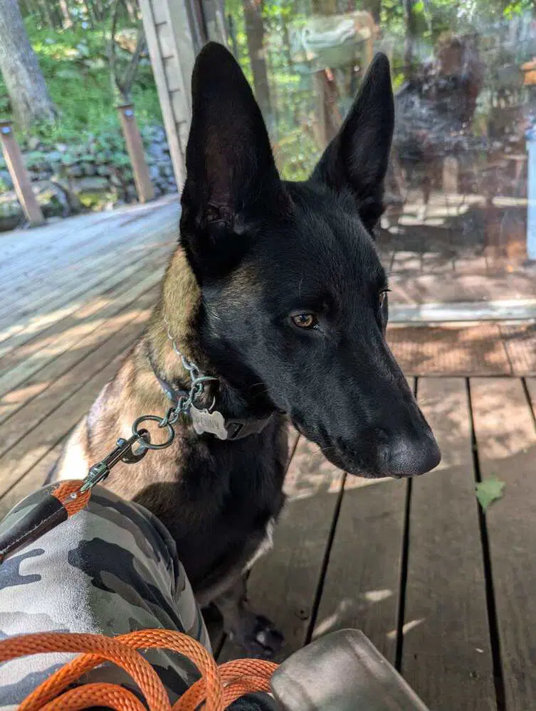 Bruno Located In Va image 3