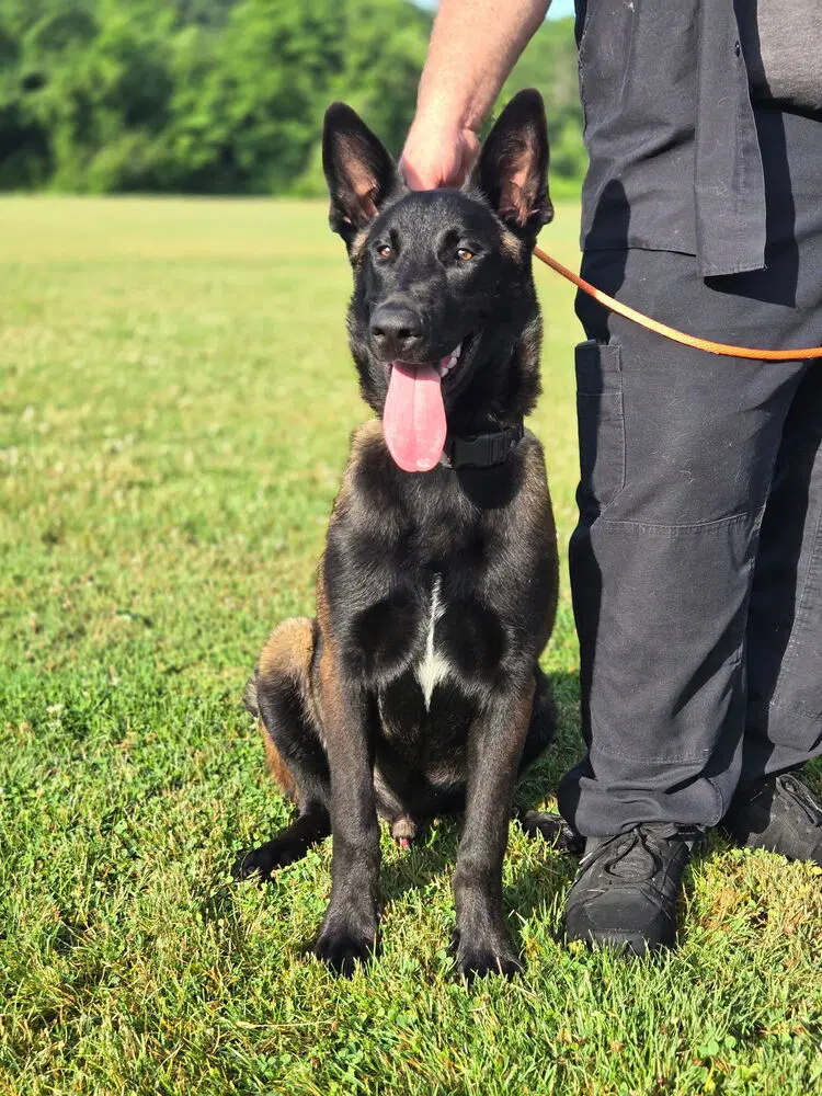 Bruno Located In Va image 4