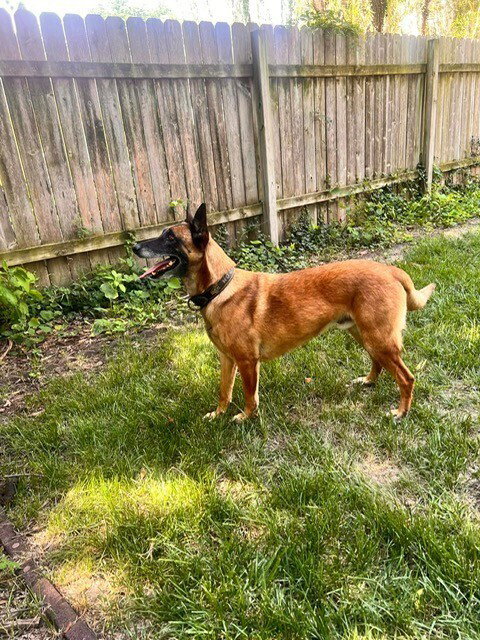Dozer photo 2