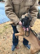 Dozer photo 3