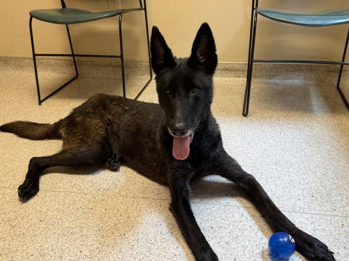 picture of the dog needing adoption