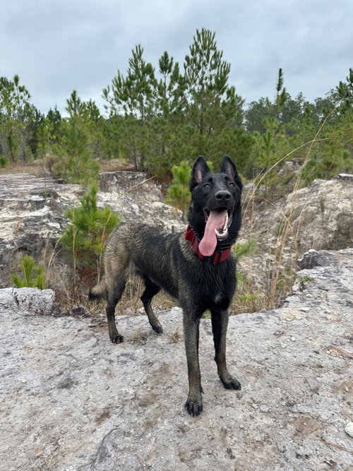 picture of the dog needing adoption